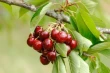 Germany's 2025 cherry harvest surges 41% over 2024, Above Average