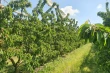 Cherry fertilization in Russia: nitrogen strategies to boost crop yield