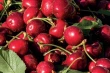 How to improve cherry quality by reducing bruises and postharvest decay