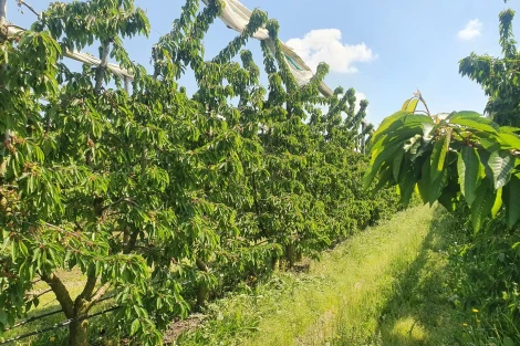 Fertilizzazione dell’amarena in Russia: strategie azotate per aumentare la resa agricola
