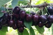 Sweet cherry in Chile: calcium and boron improve fruit quality and nutrition