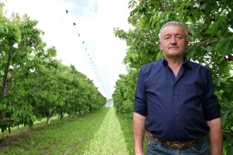 The revival of Italian cherries: Vignola leads, Puglia seeks a comeback
