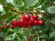 New US report on pesticide residues in cherry cultivation