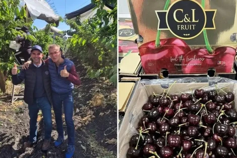 Ciliegie cilene in arrivo a Rotterdam: prima spedizione marittima nella settimana 45