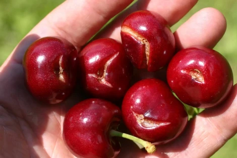 Qualità dei frutti e suscettibilità al cracking in tre cultivar di ciliegio