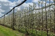 Formazione degli alberi nei frutteti stretti: il progetto NOS in Australia