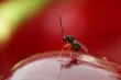 First Asian wasps released in the Netherlands against Drosophila suzukii