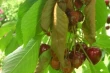 Chilean cherries: anti-decay strategies and quality goals for 2025 season