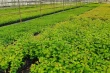 New cherry rootstocks from Serbia to face the climate change challenge