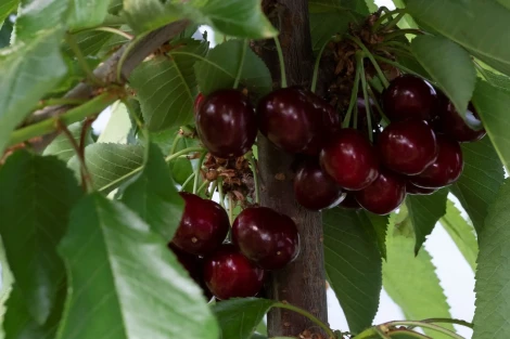 Early harvest of Sweet Aryana® PA1UNIBO cherries starts in Peumo, central Chile