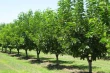 California cherry production halved due to extreme weather