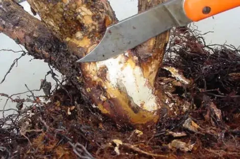 Root rot in sweet cherry trees in Southwest China: causes, risks and prevention