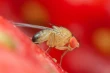 La tecnica dell'insetto sterile, alternativa ai pesticidi per l'agricoltura francese?