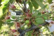 Cherry flowering, pollination and fruit set: effective agronomic strategies for yield