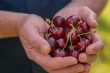 Australian cherries: delayed season but promising quality and Sustainability