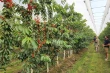 New cherry varieties in Piedmont: yields, agritech and trials in Cuneo