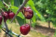 Effects of netting in high-density sweet cherries on bird damage and Spotted Wing Drosophila