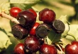 The use of bioproducts for an effective and more sustainable cherry cultivation