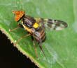 From Australia AI revolution in fruit fly detection