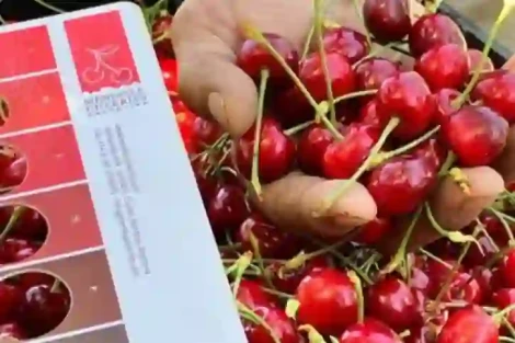 Argentine cherries hit record: up to 30 euros per kilo in early harvest
