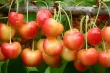 Gold series: promising bicolor cherry varieties from University of Bologna