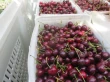 Cambiamento climatico e innovazione varietale al centro di Cherry Expo 2024