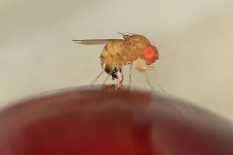 Chile leads biotech fight against Drosophila suzukii with SIT in cherry orchards