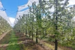 Coperture plastiche nei ciliegi: benefici su clima, acqua e raccolta nel Maule