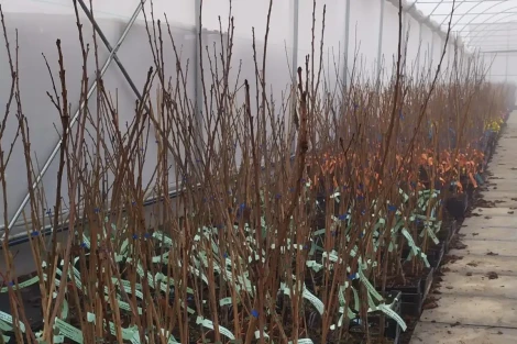 Cherries: Mendoza imports certified rootstocks from Chile for the first time