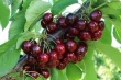 Chile kicks off cherry season in Norte Chico with Nimba: early harvest and standout size