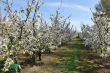 Hybrid model for cherry blossom forecasting: results from Japan, Korea and Switzerland