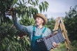 Poland Hit by Frost: Cherry Production Down 30% in 2025/26