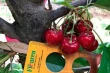 Meda™ cherries: early premium varieties expanding from Europe to China