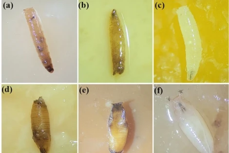 Nanoparticelle d’argento per combattere Drosophila suzukii nella frutticoltura