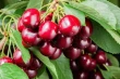 $5M for climate resilience: support for British Columbia fruit growers