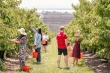 Ciliegie australiane 2025/26: produzione in calo del 10%, solo la Tasmania resiste