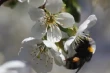 Pollination of sweet cherry in Chile: synergies between honeybees and wild insects