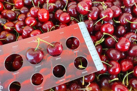 La crescita della ciliegia: le tre fasi chiave per frutti di calibro eccezionale