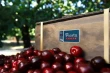 Cereza del Jerte: 1.3 million kg certified and new varieties on the rise