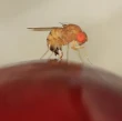 Partire dalla genetica per difendersi dalla Drosophila suzukii