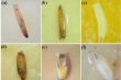 Silver nanoparticles to fight Drosophila suzukii in fruit cultivation