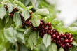 Penny Measham appointed as new CEO of Cherry Growers Australia: expert leadership for cherries