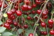Germania: produzione di visciole in aumento ma calano gli ettari coltivati