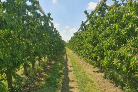 Agricoltura rigenerativa in ciliegio: MIN migliora suoli, nutrienti e qualità in Cile