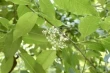 Native cherry trees better support local moths in Massachusetts landscapes