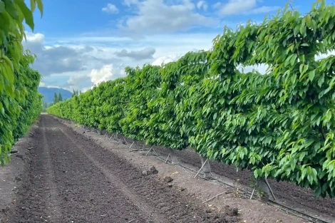 The expert informs: fertilisation and irrigation of the cherry tree. Strategies for soil, roots and fruit quality