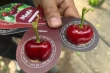 Le ciliegie Meda si diffondono in Europa: prove in 12 Paesi e primi frutti in Olanda