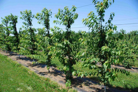 Gli effetti del portainnesto e della forma di allevamento sulla crescita e la qualità delle ciliegie