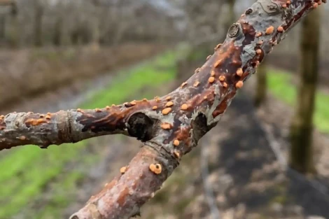 Cherry trees at risk: humidity and heat raise threat of fungal diseases