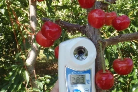 Prohexadione-Ca in Tip Top cherries: improved quality and reduced vigor in Piedmont orchards